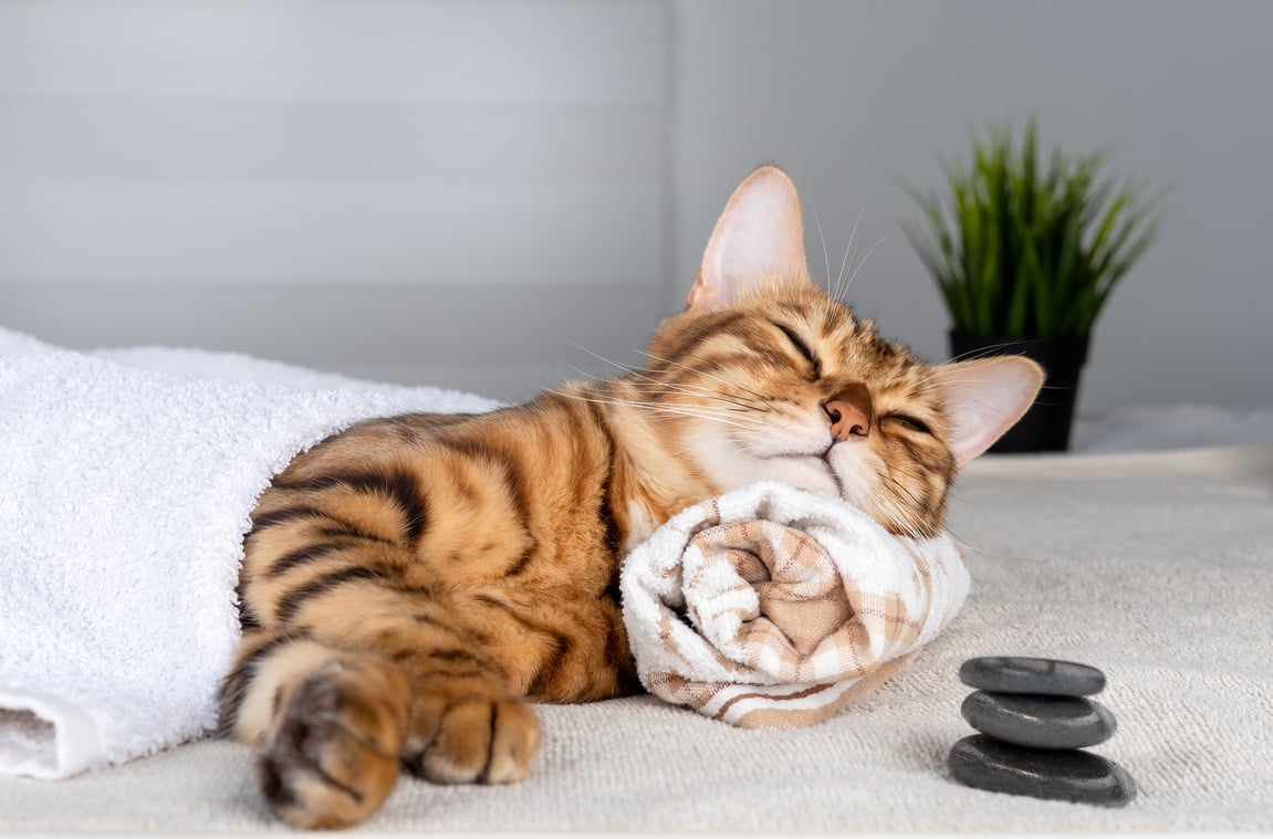 Cute pet relaxing at the spa. Bengal cat lies on a towel.