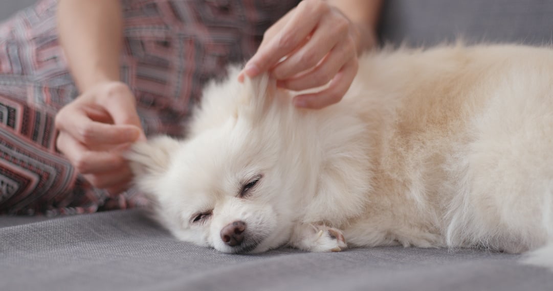 Pet Owner Massage on Her Dog